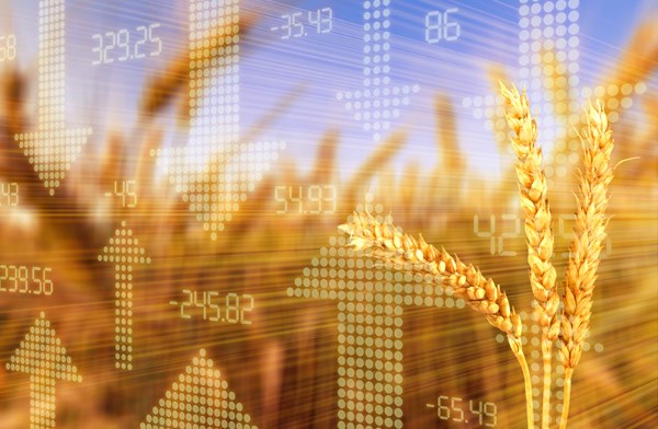 Wheat leads renewed rise in global cereal prices