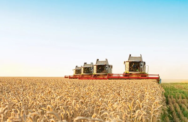 SovEcon trims Russia’s current wheat export outlook, sees stronger 2026/27 potential