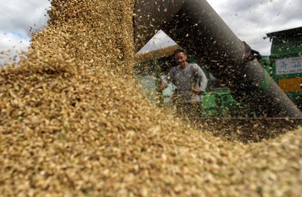 Global grain prices climb as wheat and maize markets tighten