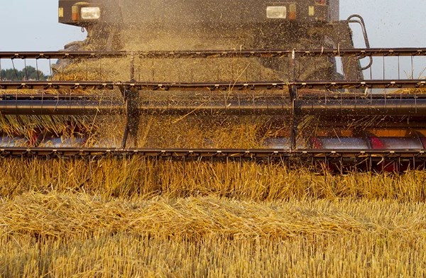 SovEcon cuts Ukraine grain export forecasts, but sees rebound in 2026/27