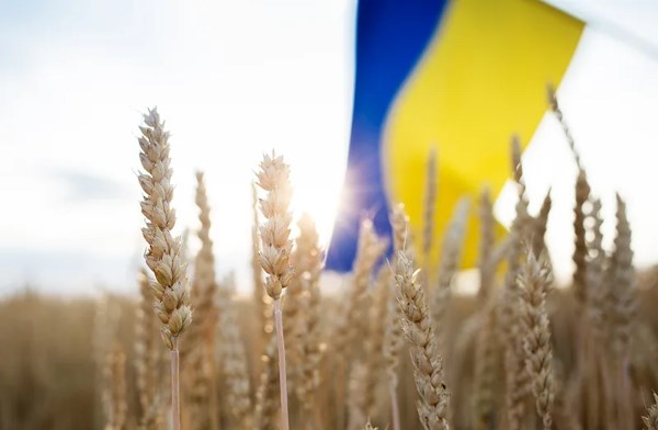 Ukraine’s grain market at a crossroads: High stocks, narrowing margins and the search for new demand